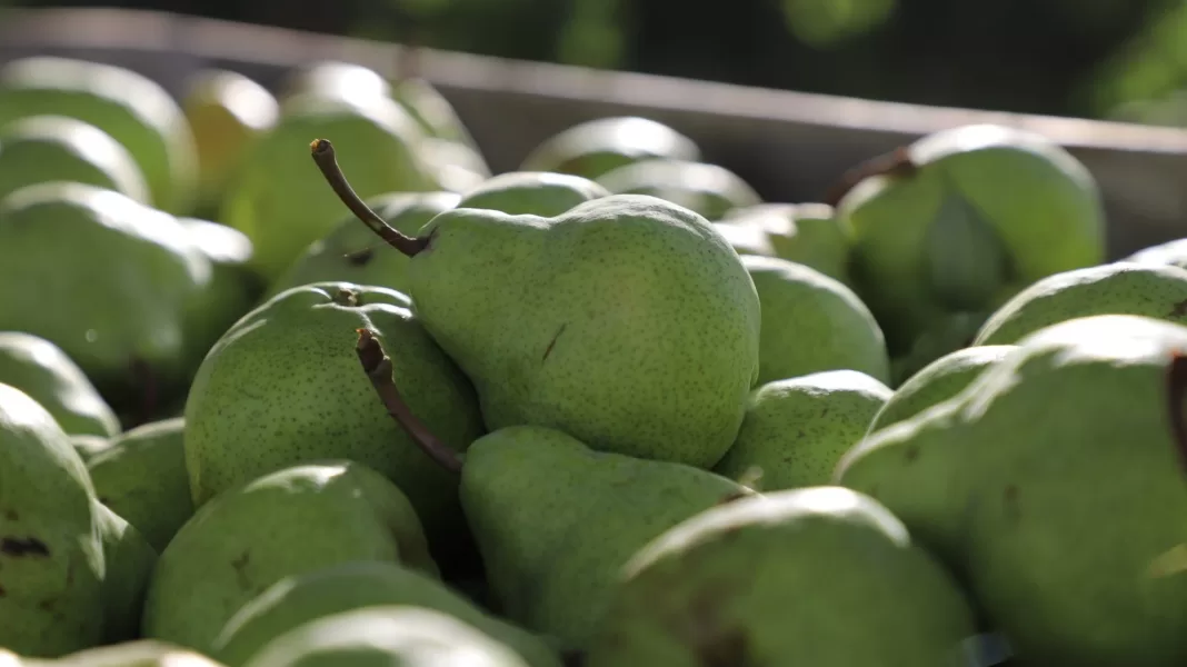 Las dos medidas solicitadas fueron el diferimiento impositivo y financiamiento para capital de trabajo mediante líneas de crédito